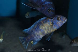 Metriaclima xanstomachus 'Maleri Island'